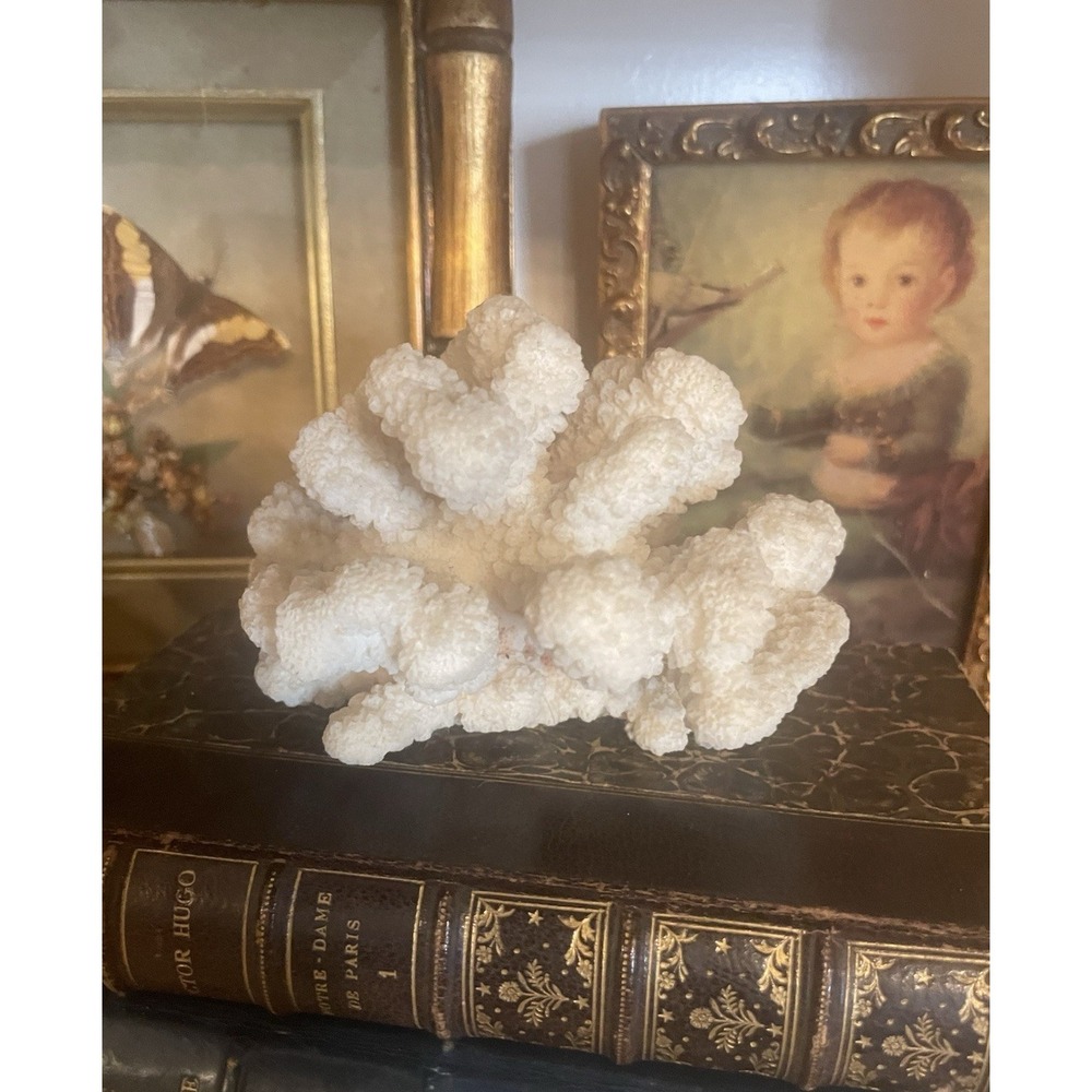 Natural Decorative Real White Cauliflower Cluster Ocean Coral Approximately 4x5"